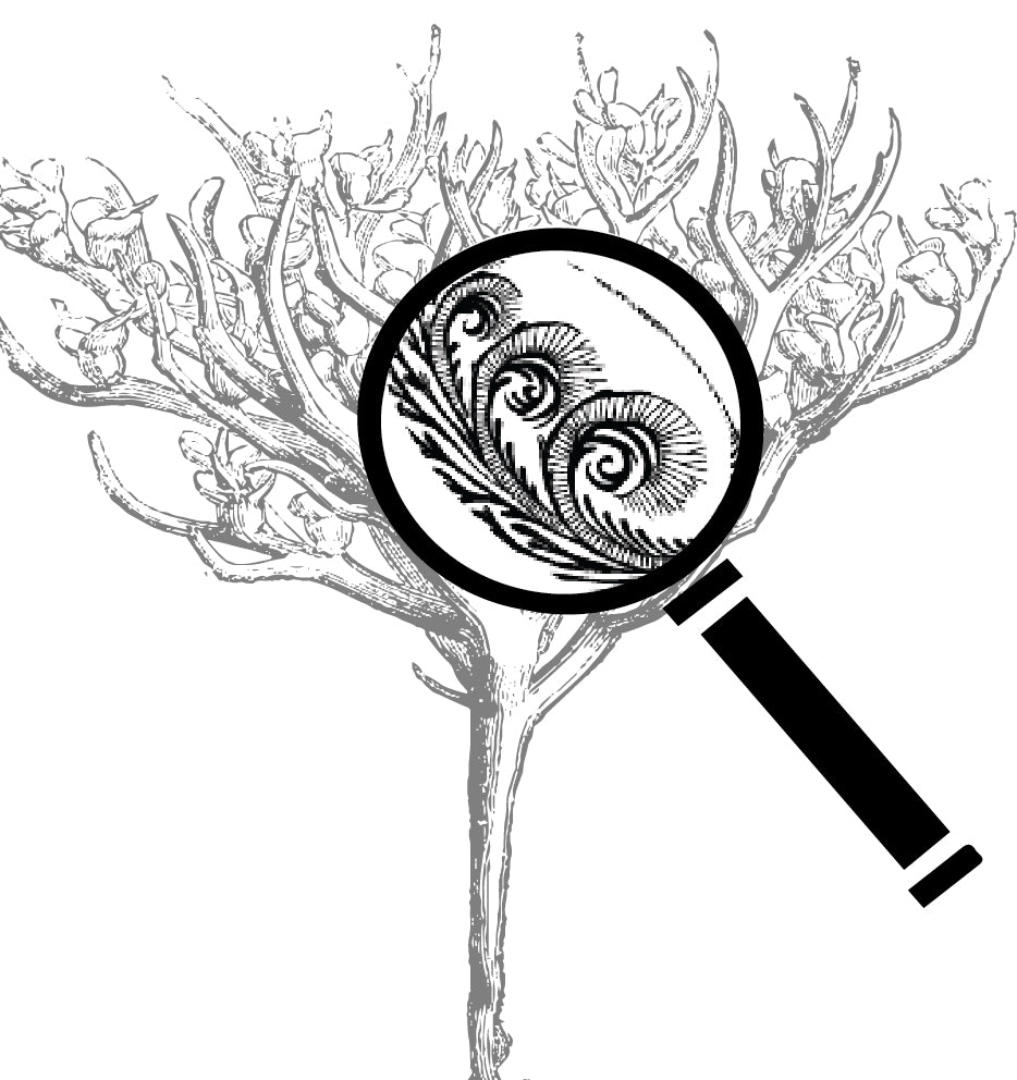 Rose of Jericho Info Card