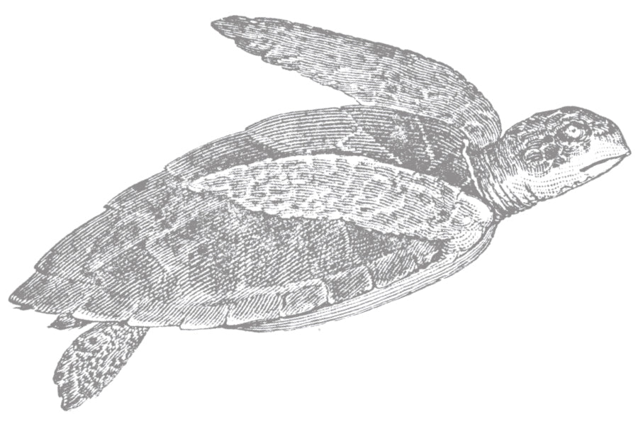 Sea Turtle Information Card