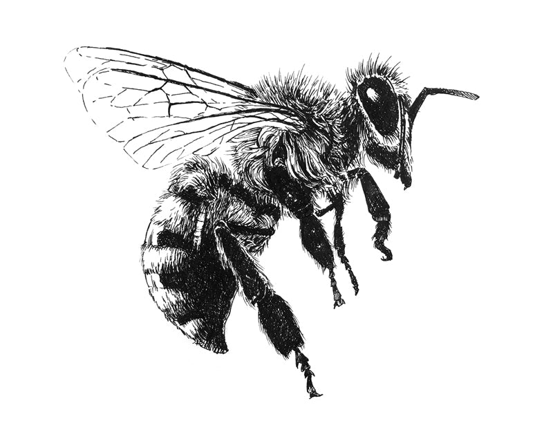 Honey Bee Information Card