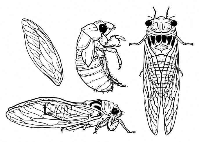 Cicada - Brood X (Magicicada Septendecim) Info Card