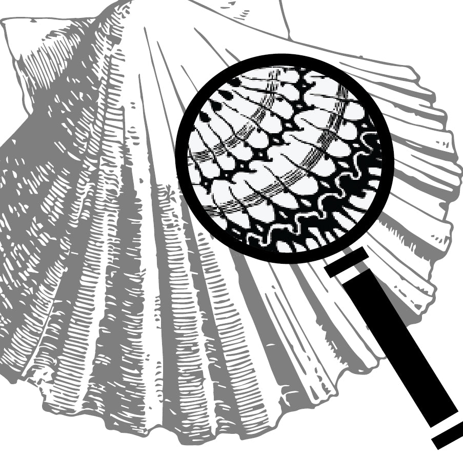 Shell Mollusk Info Card