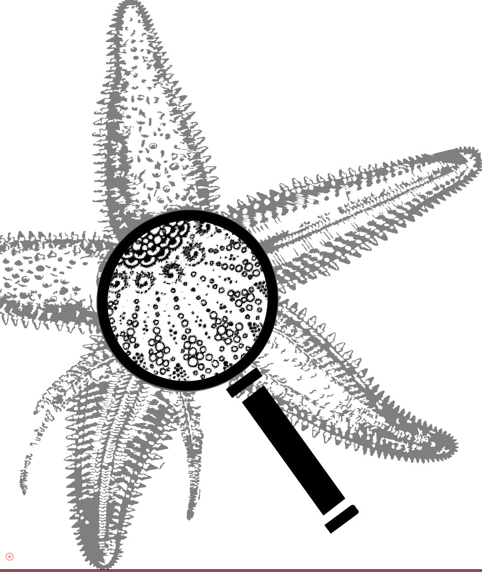 Starfish (Sea Star) Info Card