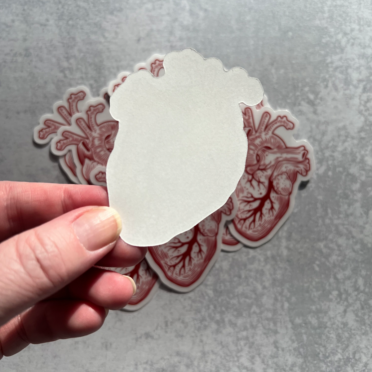 Anatomical Human Heart Vinyl Sticker