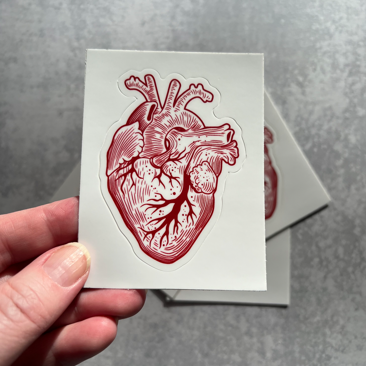 Anatomical Human Heart Vinyl Sticker - Solid White Background