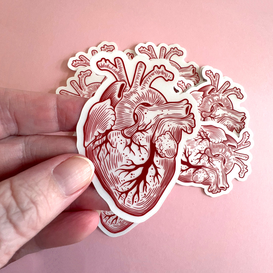 Anatomical Human Heart Vinyl Sticker - Great Stocking Stuffer for Doctors, Nurses, Med Students, and Teachers
