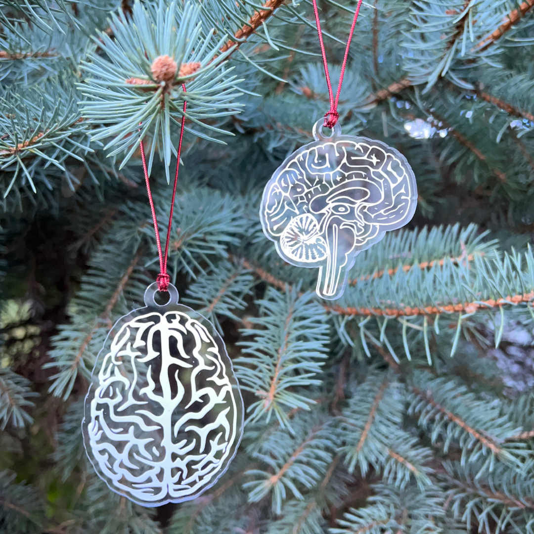 Human Brain Ornament- Anatomical Human Brain (Top) for Doctors, Nurses,Techs, Students of Neurology and Psychology